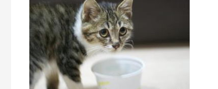 猫咪毛打结成团怎么办?猫的毛结成一坨一坨? 猫咪毛打结成团怎么办?猫的毛结成一坨一坨?