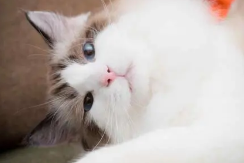 布偶猫会咬人吗该怎么办？布偶猫咬人这招方法最好