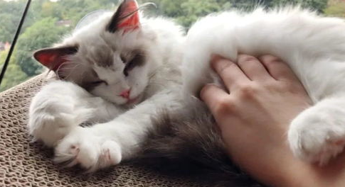 猫为什么要踩奶怎么办?猫咪为什么要踩奶呢? 猫为什么要踩奶怎么办?猫咪为什么要踩奶呢?