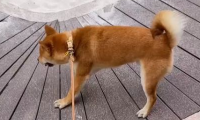 才买回来的狗狗一直叫怎么办？想知道的看过来