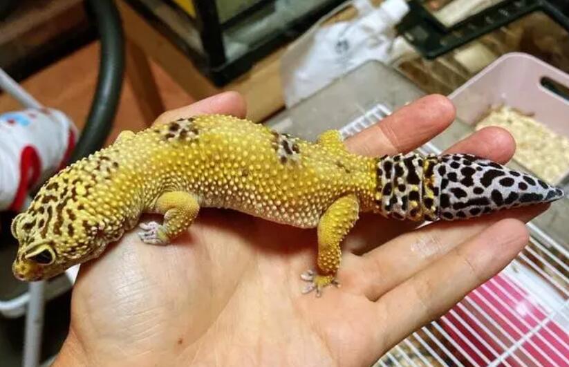 成体豹纹守宫多久喂一次食