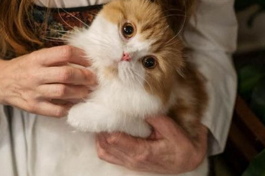 如何在家为宠物猫猫做口腔护理？