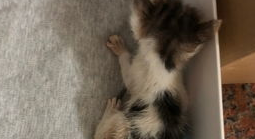 捡到小奶猫养不了怎么办？