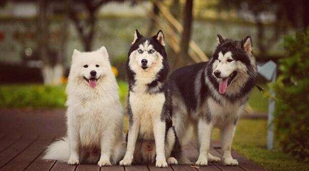 雪橇犬三傻包括哪三傻呢