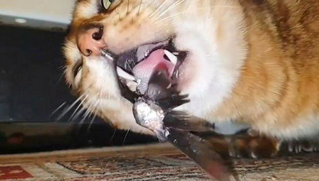猫吃鱼刺会卡住吗?怎么办? 猫吃鱼刺会卡住吗?怎么办?