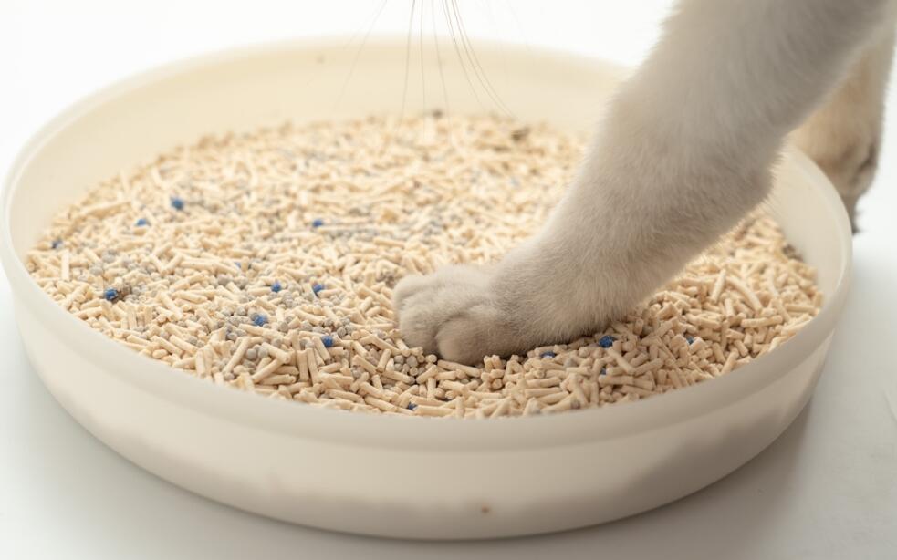 养了个毛孩猫砂一般多少钱