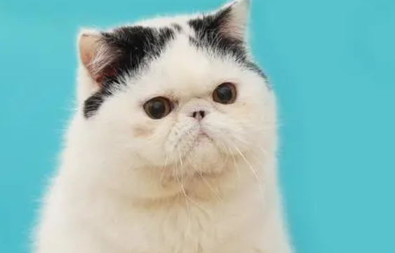 买猫是去猫舍还是宠物店 买猫是去猫舍还是宠物店