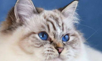 三个月布偶猫吃什么好?原来这个食物最合适 三个月布偶猫吃什么好?原来这个食物最合适