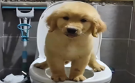 怎训练狗狗上厕所