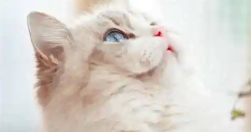 布偶猫尾巴都是蓬松吗?布偶猫尾巴不蓬松是怎么回事? 布偶猫尾巴都是蓬松吗?布偶猫尾巴不蓬松是怎么回事?