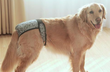 狗狗生理期小便处肿胀怎么办