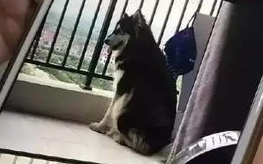 阿拉斯加天气热怎么办,不妨来看看吧 阿拉斯加天气热怎么办,不妨来看看吧