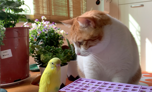 养鹦鹉和猫狗哪个好 养鹦鹉和猫狗哪个好