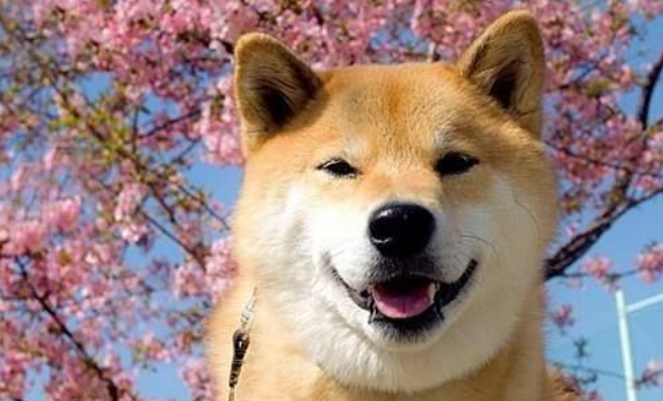 柴犬从几个月适合开始训练?怎样训练柴犬? 柴犬从几个月适合开始训练?怎样训练柴犬?