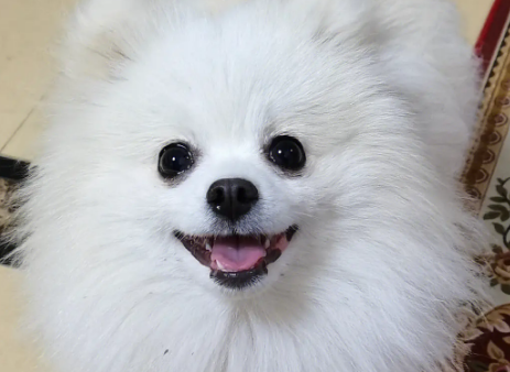 怎样训练博美犬听话 怎样训练博美犬听话