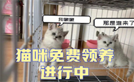 深圳猫网领养中心在哪里