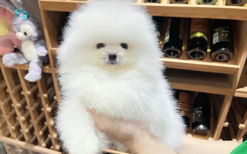 育宠匠犬舍地址 育宠匠犬舍地址