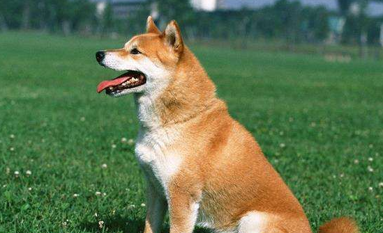 成年柴犬食量，喂养柴犬需要注意哪些禁忌？