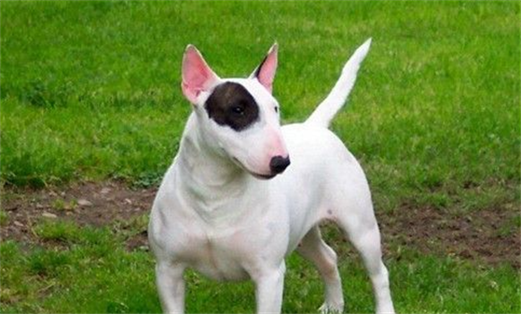牛头梗幼犬怎样喂养？
