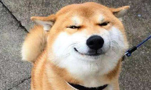 柴犬幼犬冬天怕冷吗?柴犬幼犬怕冷的表现 柴犬幼犬冬天怕冷吗?柴犬幼犬怕冷的表现