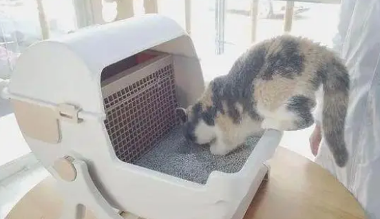 “救命，我的猫为什么最近喜欢窝在猫砂盆里？”
