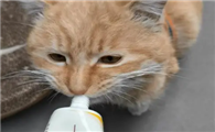 猫咪要一直吃化毛膏吗