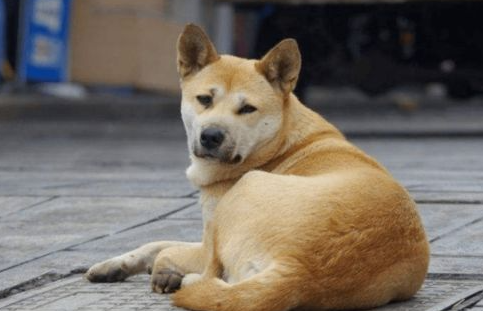 想要保证狗狗有健康的身体,主人应该怎么做? 想要保证狗狗有健康的身体,主人应该怎么做?