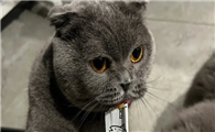 朗跃猫条怎么样