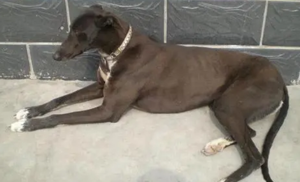 格力犬脚指头有骨痂该怎么治疗啊