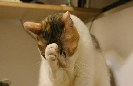 猫咪难产生不出来怎么办？
