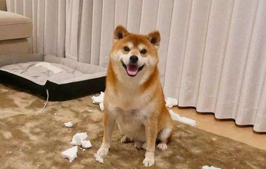 柴犬有什么特点?柴犬的主要六个特点