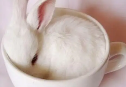 茶杯兔多少钱一只 茶杯兔多少钱一只