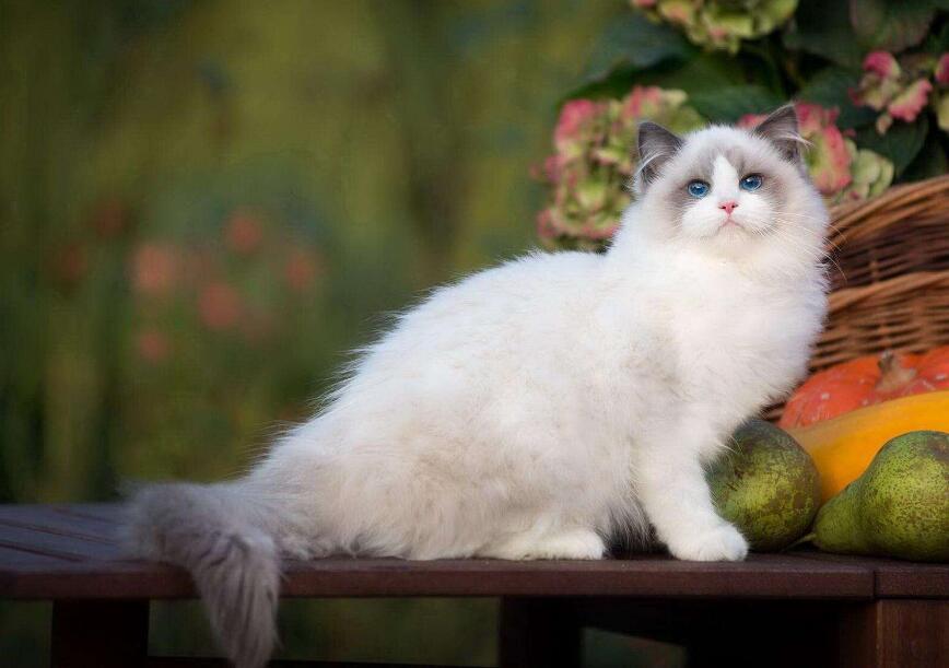 宠物猫的品种有哪些 宠物猫的品种有哪些