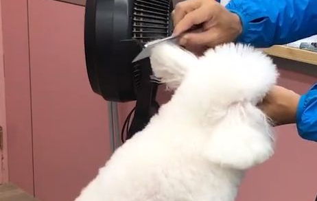 让狗狗的毛毛更加光泽的小窍门是什么？宠主来看看吧