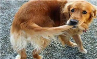 狗狗为什么不喜欢乱动尾巴呢