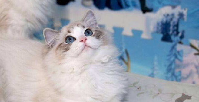 买布偶猫买几个月的好？购买这个年龄段的布偶猫最合适？
