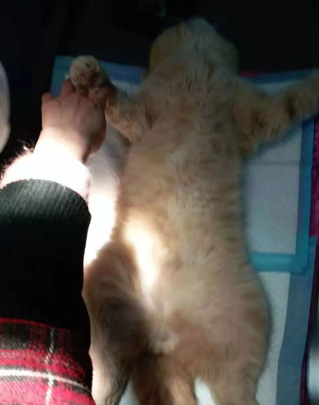猫膀胱炎，尿不出来怎么办？