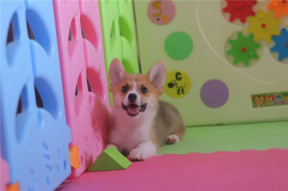金色世家犬舍正规吗 金色世家犬舍正规吗