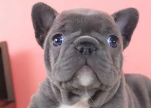 蓝牛犬为什么贵 蓝牛犬为什么贵