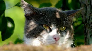 猫毛过敏还想养猫怎么办？