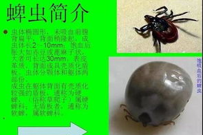 狗身上有蜱虫怎么办?如何去除? 狗身上有蜱虫怎么办?如何去除?