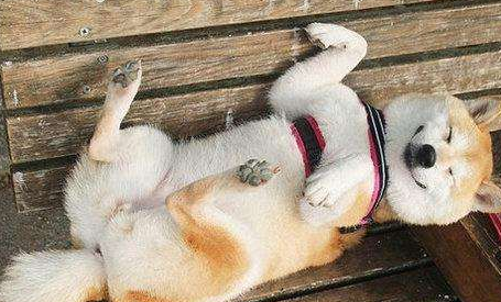 柴犬尴尬期吃什么?这些食物度柴犬非常有益 柴犬尴尬期吃什么?这些食物度柴犬非常有益