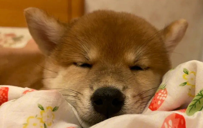 柴犬能吃什么水果?柴犬能吃的水果原来这么多! 柴犬能吃什么水果?柴犬能吃的水果原来这么多!