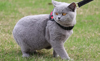 宠物猫有哪些品种图片