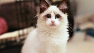 布偶猫绝育多长时间有什么措施 布偶猫发情怎么办