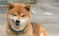 柴犬一年能生几次？柴犬一窝生几个？