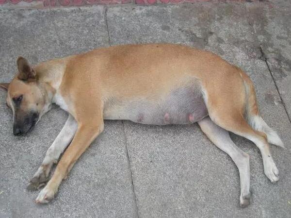 狗狗怀孕了能不能打胎? 狗狗怀孕了能不能打胎?