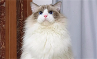 布偶喝挪威森林猫哪个贵