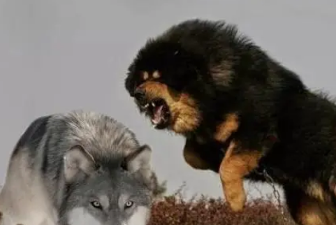 藏獒犬能打过狼吗
