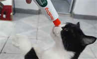 猫咪都需要吃化毛膏吗